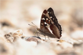 <p>BATOLEC DUHOVÝ (Apatura iris) Slovensko - Slovenský ráj ---- /Purple emperor - Großer Schillerfalter/</p>